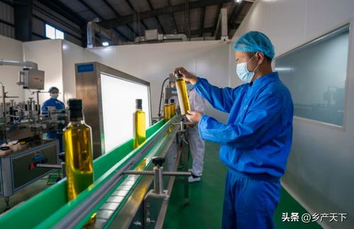 打造千億元全產業鏈 云南核桃產業有多牛