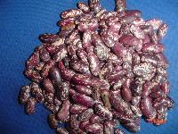 紫花蕓豆-中國 貴州六盤水-